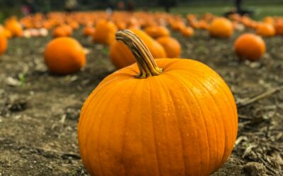 Pumpkin Smash Event on Saturday Nov 8