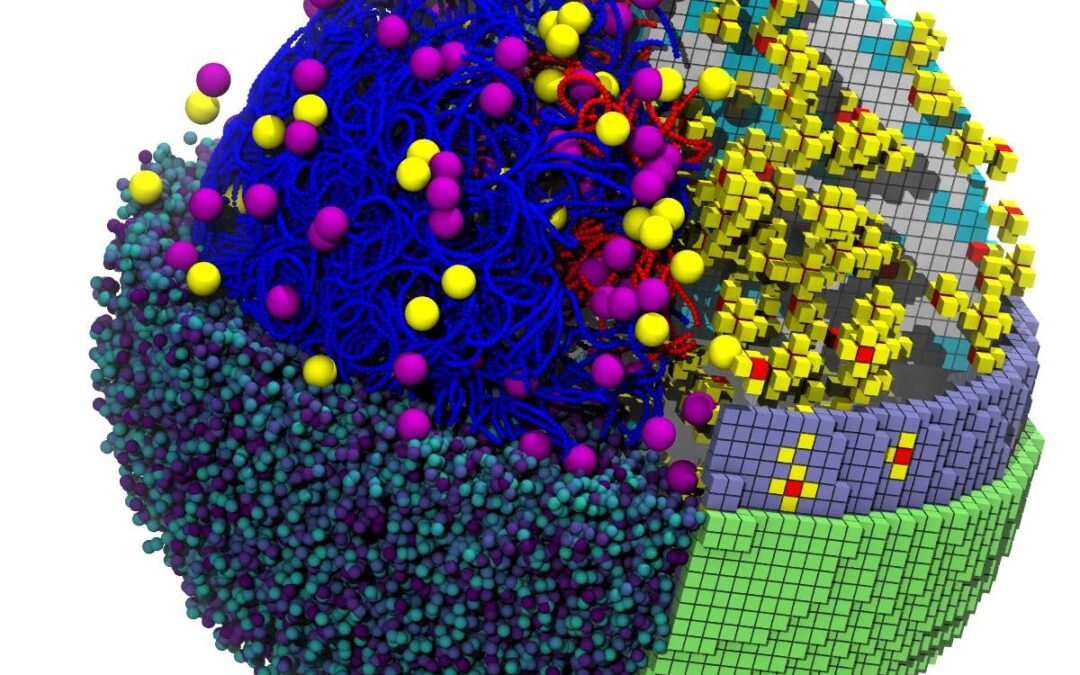 QCB team simulates a living cell that grows and divides
