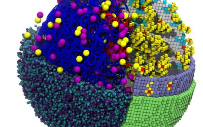 QCB team simulates a living cell that grows and divides