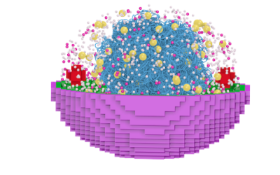 PNNL-QCB collaboration produces first 4D whole-cell model of a photosynthetic microbe