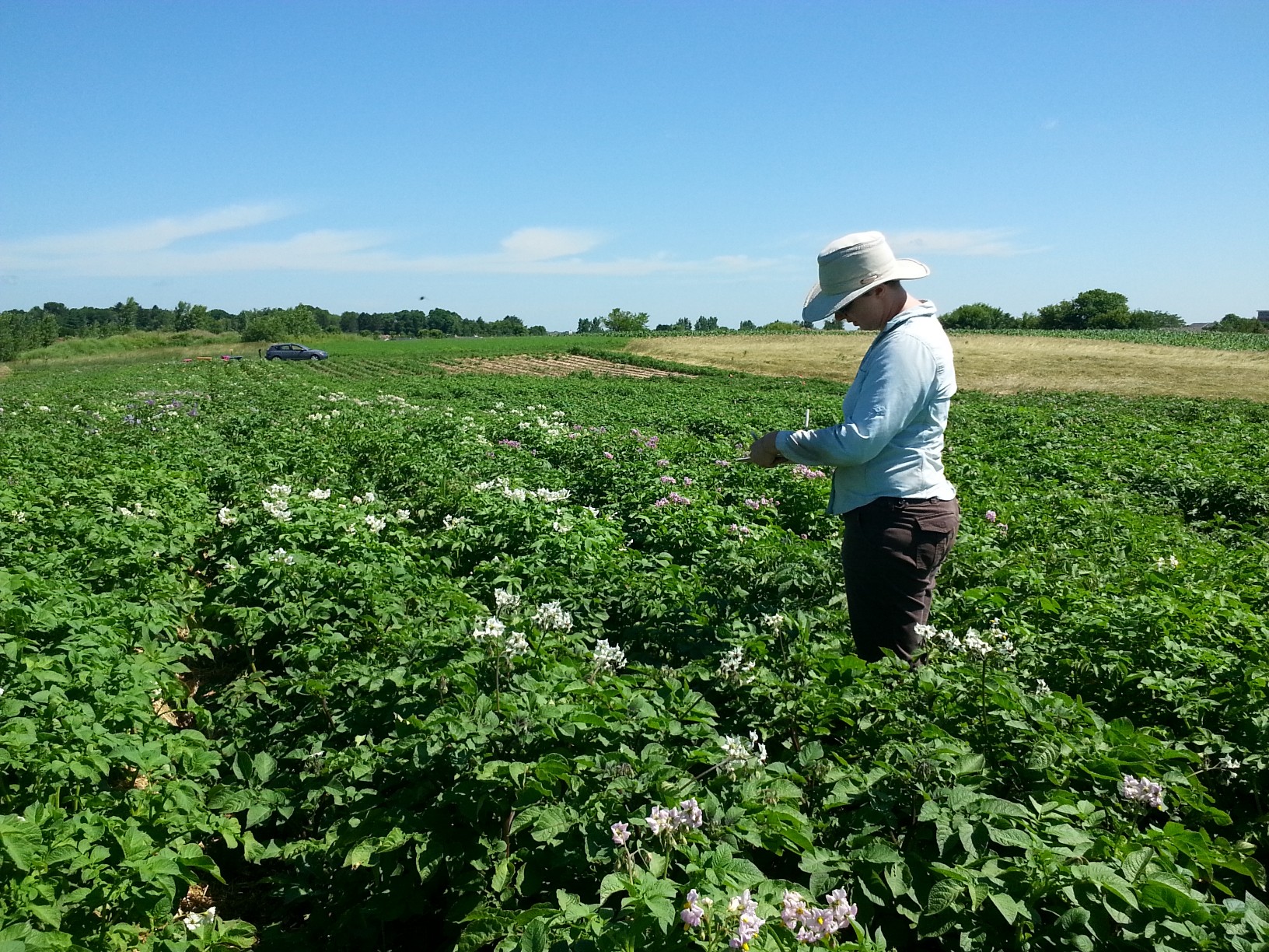 Vari Farm On-Farm Variety Trials: What’s the fuss about? - The Land Connection