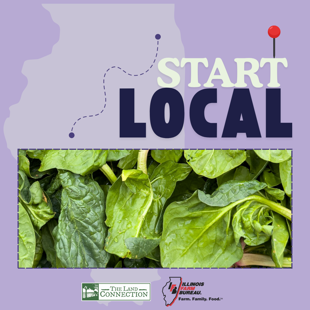 Start Local Sautéed Spinach Recipe Graphic